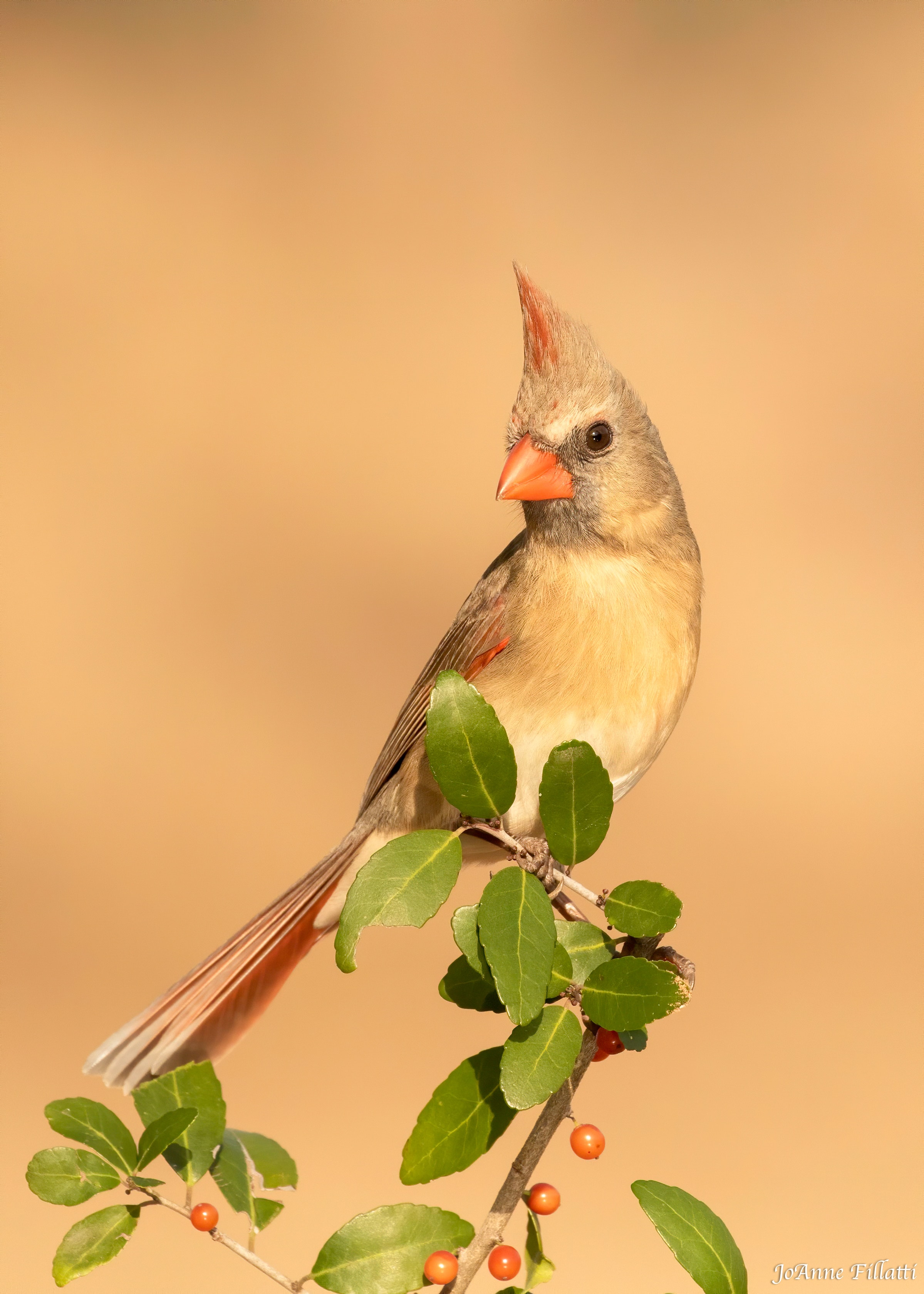 bird of texas image 11